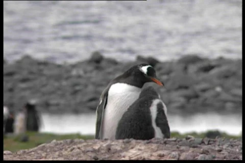 Pinguins 1 動画素材 69642