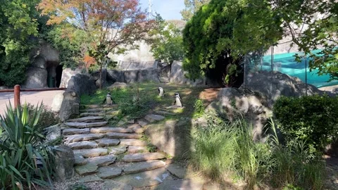 Pinguins 스톡 동영상 218972404