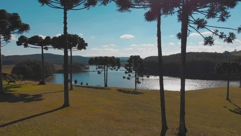 Pinheiros com Lago de fundo em Vinícola Drone Stockbeeldmateriaal 101415368