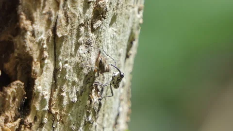 Pinhole borer beetles on tree Stock Footage 146901401