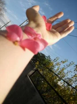 Pink Abstract Background with Different elements and close up effect Stock Photos