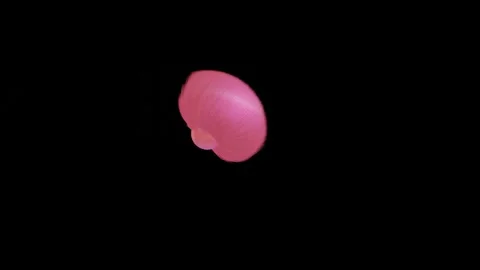 Pink abstract spherical figure covered with thick hair flies and rotates on a bl Video stock 166618287
