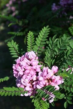Pink acacia flower on tree close-up Photos