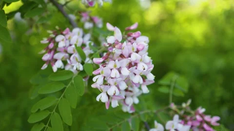 Pink Acacia tree blooming in the spring. Flowers branch with a green background. Stock Footage 280756169