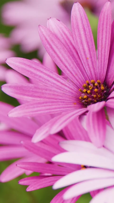Of Pink African Daisy in Bloom Stock Footage 316657377