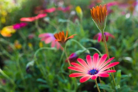 Pink African Daisy Stock Photos