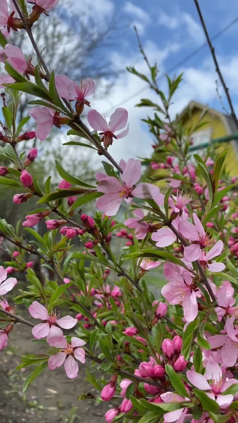 Pink Almond branches Stock-Footage 241296950