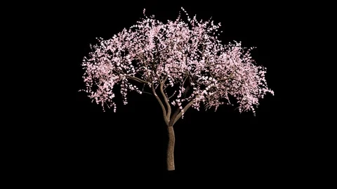 Pink Almond Tree Wind Blowing Loop Animation with Alpha Channel Stock Footage 88311739