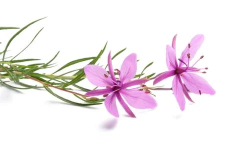 Pink Alpine willowherb Stock Photos