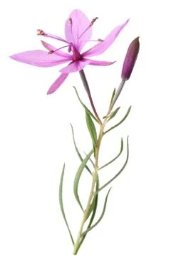 Pink Alpine willowherb Stock Photos