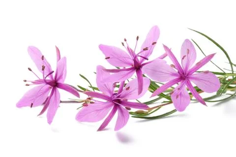 Pink Alpine willowherb Stock Photos