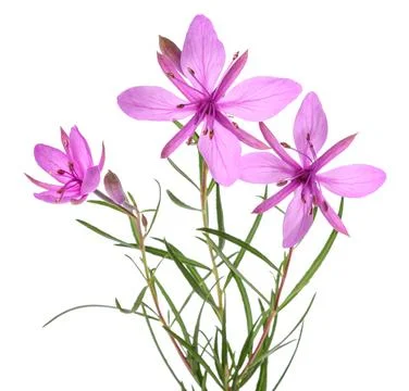 Pink Alpine willowherb Stock Photos