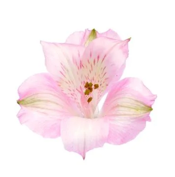Pink alstro Stock Photos