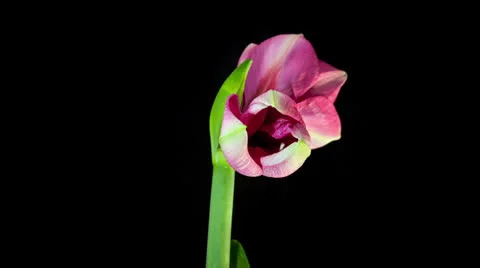 Pink Amaryllis Blooming Timelapse Stock Footage 23637364