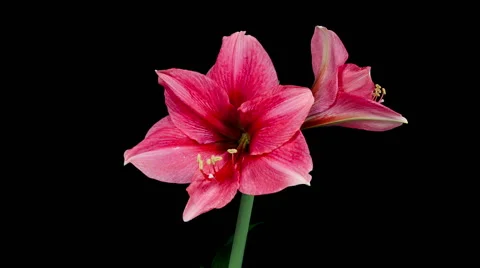 Pink Amaryllis Blooming Timelapse Stock Footage 47751480