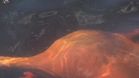 Pink Amazon River Dolphin swimming alongside a boat - close up Stock Footage 200839235