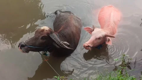 Pink and black buffalo bathe together Vídeo Stock 247938593