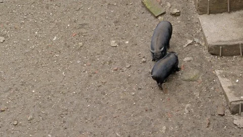 Pink and black pigs run in the mud, Austria Stock Footage