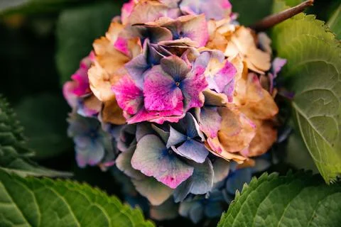 Pink and Blue Hydrangea Bloom Macro Stock Photos