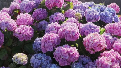 Pink and blue hydrangea blooms glowing in backlit sunlight 動画素材 338342413