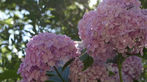 Pink and blue hydrangea blossoms in sunlight. Perfect stock clip for botany Video stock 317320378