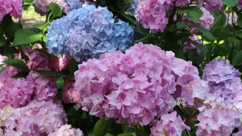 Pink and blue hydrangea Stock Footage 210207016