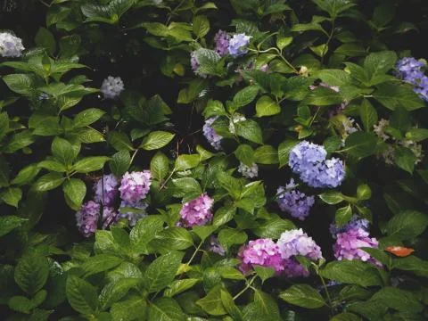 Pink and blue hydrangea Stock Photos