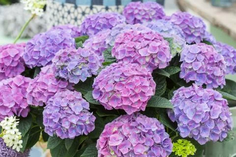 Pink and Blue Hydrangeas Stock Photos
