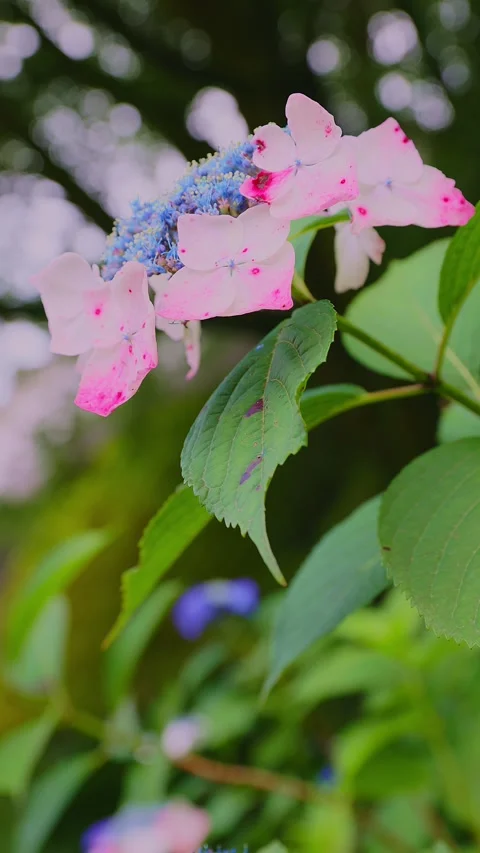 Pink and blue lacecap hydrangea flower in close up Stock Footage 337678668