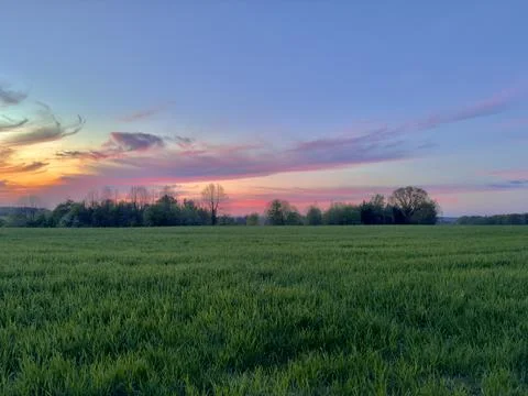Pink and blue sunset over field with forest in the background Stock Photos