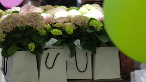 Pink and green hydrangea flowers in paper gift bags displayed outdoors Stock Footage 336386764