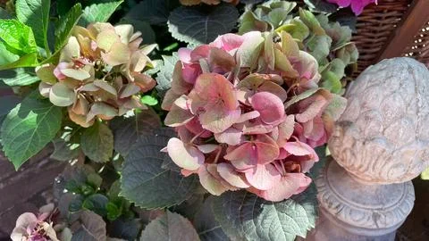 Pink and green hydrangea macrophylla blooming in a garden setting Stock Photos