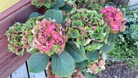 Pink and green hydrangea macrophylla bush blooming in garden near wooden wall Stock Photos
