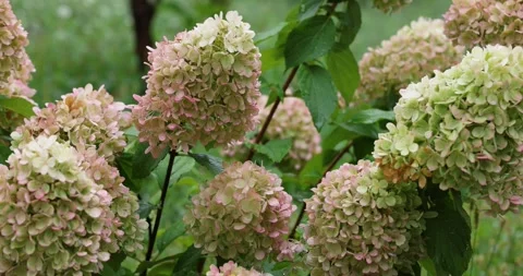 Pink and green hydrangea paniculata flowers blooming in the rain Vídeos de archivo 345578787