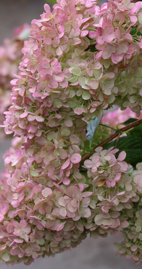 Pink and green panicle hydrangea flowers blooming Vídeos de archivo 345578805