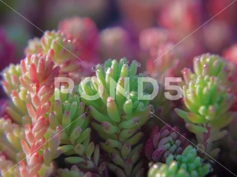 Pink and green sprouts of Spanish stonecrop are gleaming in the morning sunlight Stock Photos