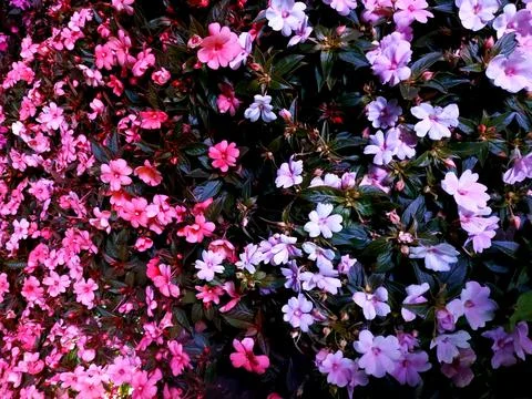 Pink and lilac flowers 스톡 사진