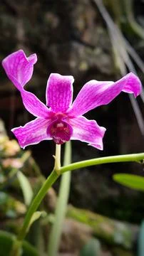 Pink and patterned hybrid dendrobium orchid close-up with bokeh effect Stock Photos