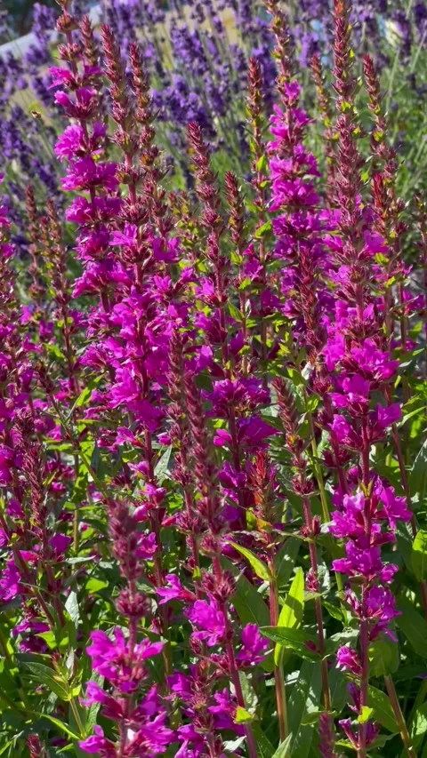 Pink and purple flowers buzzing with bees Video stock 325507499