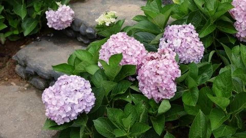 Pink and purple hydrangea flowers blooming in a garden Stock Footage 341962599