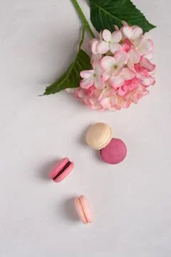 Pink and purple macarons on a withe background. Pink flower. Macaroons close up. Stock Photos
