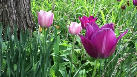 Pink and purple tulips nestled in a beautiful garden Stock Footage