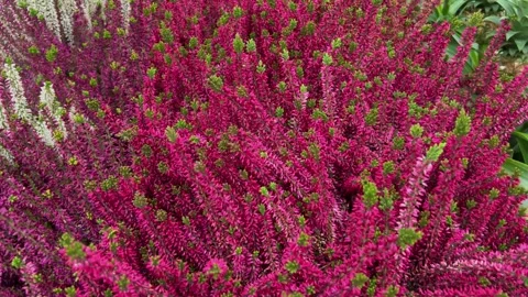 Pink and red heather plants in full bloom Stock Footage 293605619