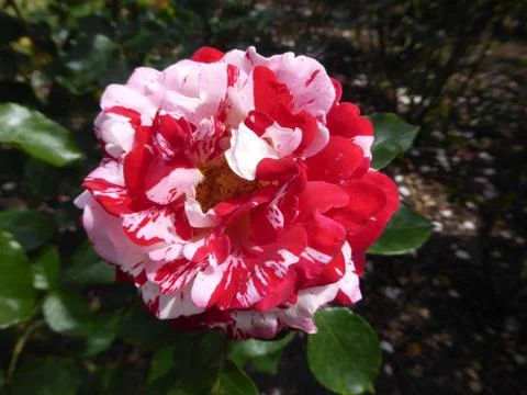 Pink and Red Multi colored rose Stock Photos