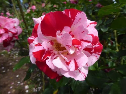 Pink and Red Multi colored rose Stock Photos