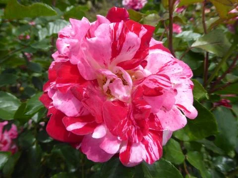 Pink and Red Multi colored rose Stock Photos