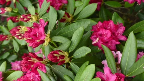 Pink and red rhododendrons Видео 335680855