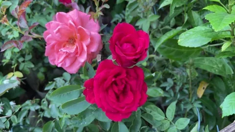 Pink and Red Roses Bloom – Garden Floral Beauty Flowers in Full Bloom 스톡 동영상 335185984