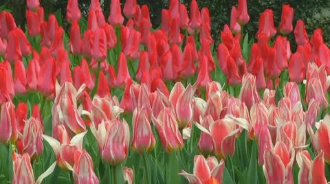 Pink and red tulips Stock Footage 10740108