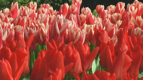 Pink and red tulips Stock Footage 10740251